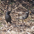 ハッカチョウ、ムクドリ2022.02.07平塚（撮影　鈴木真由美）