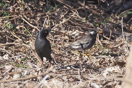 ハッカチョウ、ムクドリ2022.02.07平塚（撮影　鈴木真由美）