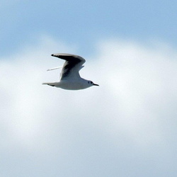 平塚と大磯の鳥（撮影　岡根武彦）