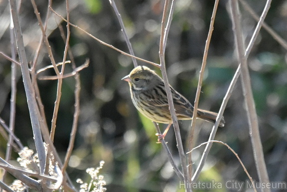 アオジ♀2022.02.21平塚（撮影　岡根武彦）