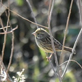 アオジ♀2022.02.21平塚（撮影　岡根武彦）