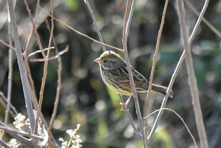 アオジ♀2022.02.21平塚（撮影　岡根武彦）