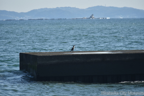 ウミウ2022.02.02平塚（撮影　岡根武彦）