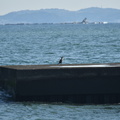 ウミウ2022.02.02平塚（撮影　岡根武彦）