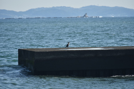 ウミウ2022.02.02平塚（撮影　岡根武彦）