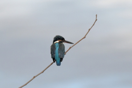 カワセミ♀2022.01.27平塚（撮影　岡根武彦）
