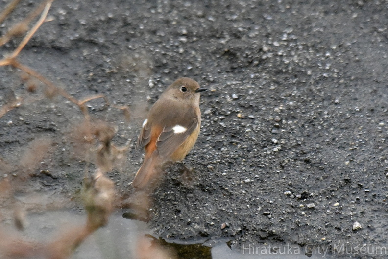 ジョウビタキ♀2022.02.05平塚（撮影　岡根武彦）.jpg