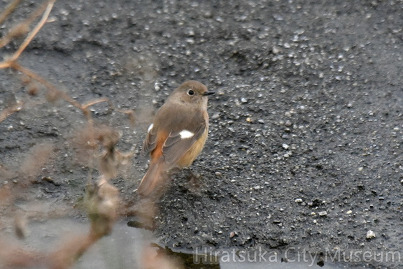 ジョウビタキ♀2022.02.05平塚（撮影　岡根武彦）