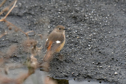 ジョウビタキ♀2022.02.05平塚（撮影　岡根武彦）