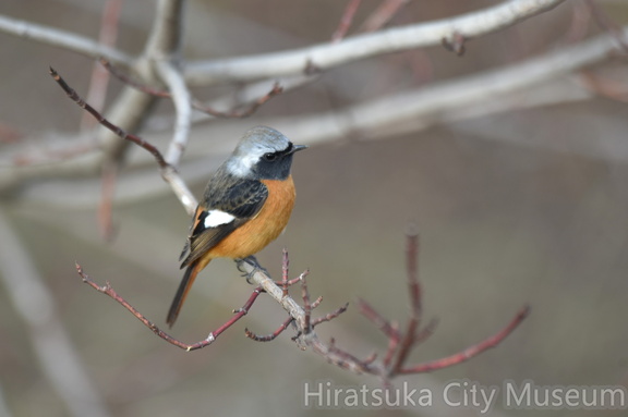 ジョウビタキ♂2022.01.29平塚（撮影　岡根武彦）