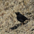 ハッカチョウ2022.02.17平塚（撮影　岡根武彦）