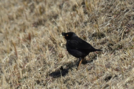 ハッカチョウ2022.02.17平塚（撮影　岡根武彦）