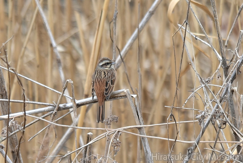 ホオジロ♀2022.01.27平塚（撮影　岡根武彦）.jpg