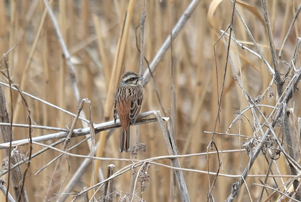 ホオジロ♀2022.01.27平塚（撮影　岡根武彦）