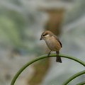モズ♀2022.01.27平塚（撮影　岡根武彦）