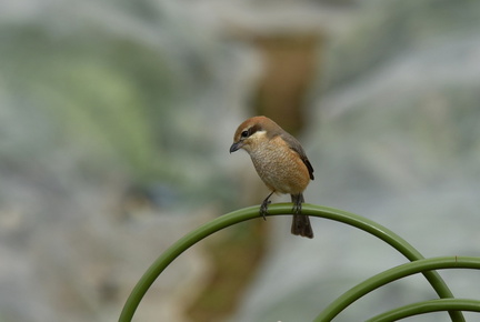 モズ♀2022.01.27平塚（撮影　岡根武彦）