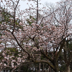 春らんまん！バラ科の木の花（撮影　松本富美江）