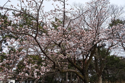 玉縄桜2022.03.10平塚（撮影　松本富美江）
