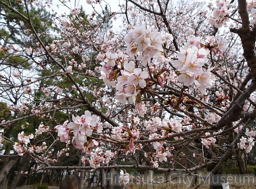 杏2022.03.10平塚（撮影　松本富美江）.jpg