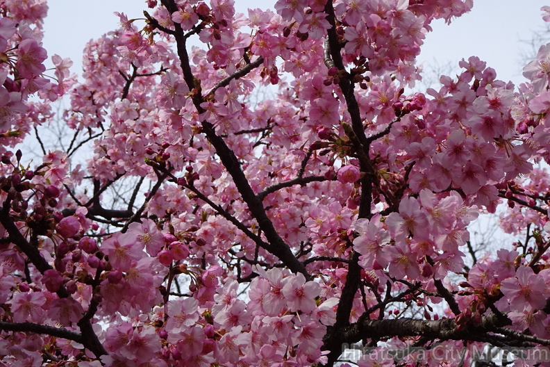 河津桜2022.03.10平塚（撮影　松本富美江）.jpg