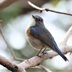 平塚と周辺の鳥（撮影　鈴木真由美）