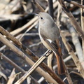 ジョウビタキ♀2022.03.09平塚（撮影　鈴木真由美）
