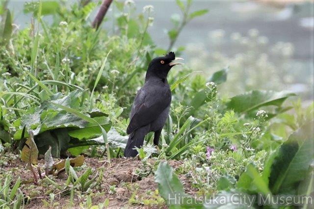 ハッカチョウ2022.03.16平塚（撮影　鈴木真由美）.jpg