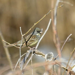 平塚と大磯の野鳥（撮影　岡根武彦）