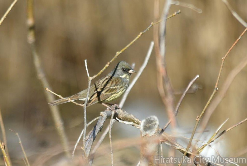 アオジ♂2022.03.14平塚（撮影　岡根武彦）.jpg