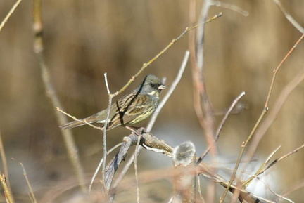 アオジ♂2022.03.14平塚（撮影　岡根武彦）