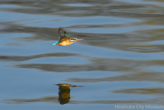 カワセミ♀2022.03.05平塚（撮影　岡根武彦）