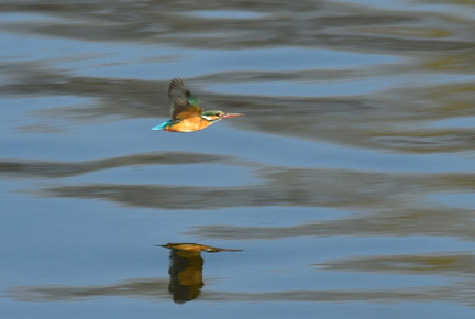 カワセミ♀2022.03.05平塚（撮影　岡根武彦）