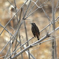 ホオジロ♀2022.03.12平塚（撮影　岡根武彦）