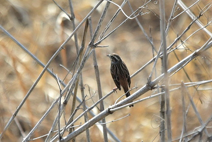 ホオジロ♀2022.03.12平塚（撮影　岡根武彦）