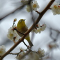 メジロ2022.03.09平塚（撮影　岡根武彦）