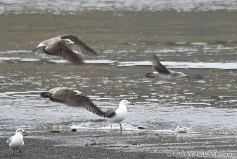 海岸のウミネコ2022.03.19平塚（撮影　岡根武彦）.jpg