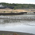 海岸のユリカモメ2022.03.19平塚（撮影　岡根武彦）