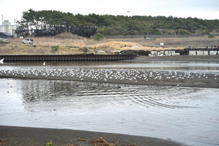 海岸のユリカモメ2022.03.19平塚（撮影　岡根武彦）
