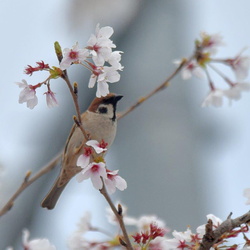 平塚の野鳥（撮影　岡根武彦）
