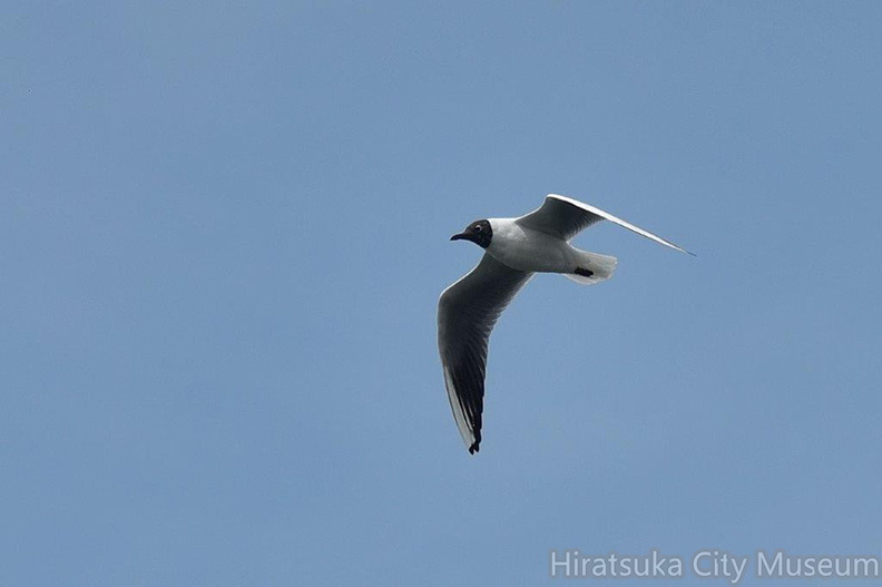 ユリカモメ夏羽2022.04.13平塚（撮影　岡根武彦）.jpg