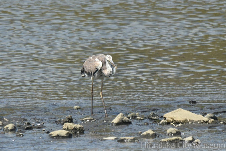 アオサギ採食2022.04.22平塚（撮影　岡根武彦）.jpg