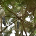 オナガ幼鳥2019.08.22平塚（撮影　岡根武彦）