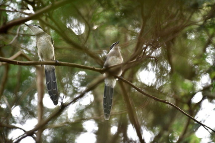 オナガ幼鳥2019.08.22平塚（撮影　岡根武彦）