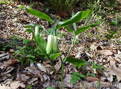 ホウチャクソウ2022.04.05平塚（撮影　松本富美江）.jpg