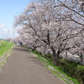 渋田川桜満開2022.03.30平塚（撮影　松本富美江）