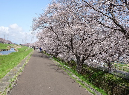 渋田川桜満開2022.03.30平塚（撮影　松本富美江）