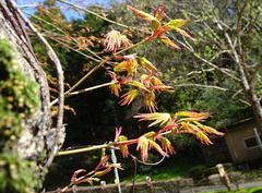 紅葉の新芽2022.04.05平塚（撮影　松本富美江）