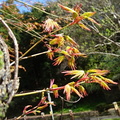 紅葉の新芽2022.04.05平塚（撮影　松本富美江）