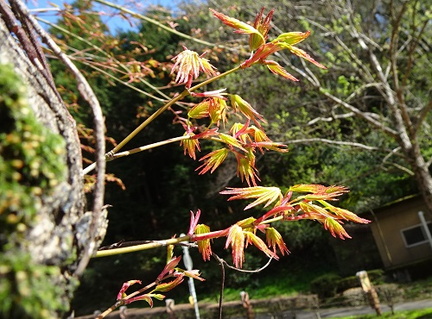 紅葉の新芽2022.04.05平塚（撮影　松本富美江）