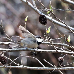 平塚と周辺の野鳥（撮影　鈴木真由美）